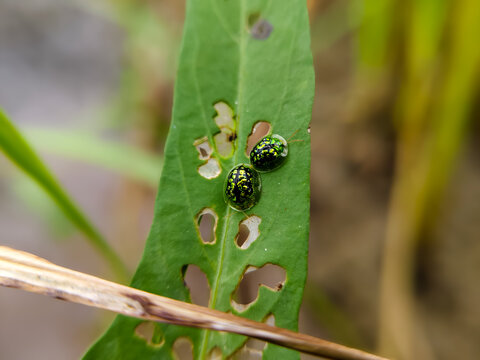 a pair of Tortoise Beetles (Cassida circumdata), which eat cassava and kale leaves