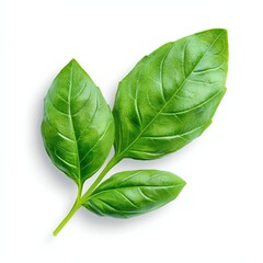 Obraz premium Fresh green basil leaves isolated on a white background, showcasing vibrant color and texture, ideal for culinary and natural themes.