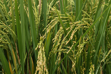 close-up of rice seeds on rice cobs. Beautiful golden rice fields and rice cobs. Background of fresh rice with green leaves