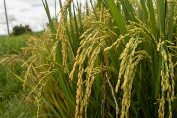 close-up of rice seeds on rice cobs. Beautiful golden rice fields and rice cobs. Background of fresh rice with green leaves