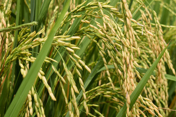 close-up of rice seeds on rice cobs. Beautiful golden rice fields and rice cobs. Background of fresh rice with green leaves