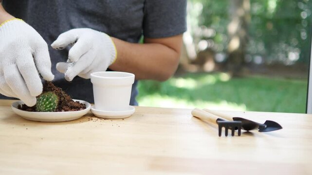 Gardening Enthusiast Carefully Repotting a Small Cactus in a White Pot with Gardening Tools on a Wooden Table in a Peaceful Outdoor Setting