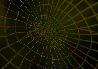 Drops of morning dew glisten