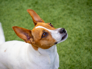 Jack Russell Terrier Looking Up Against a Green Lawn Background
