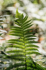 The background image is green. Natural, eco-friendly natural background. The texture of green fern leaves in the forest. A copy of the text location.