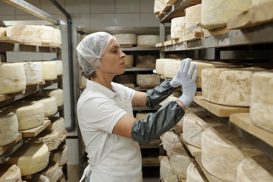 Woman inspecting rows of cheese wheels in cheese maturation room, handling them with care. Wearing protective clothing and gloves, ensuring quality control in dairy production environment