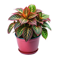 Stunning Red and Green Nerve Plant in a Pink Pot, Vibrant Houseplant with Intricate Leaf Veining