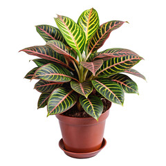 Stunning Aphelandra Squarrosa Houseplant in a Brown Pot, Vibrant Green and Red Leaves