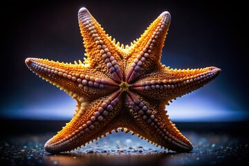 Night Photography: Starfish on White Background - Isolated Macro Shot
