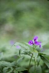 Cardamine enneaphyllos.  Dentaria enneaphyllos. Blue flowers in the forest. Spring flower bluebell