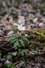 White flowers in the forest. Anemone flowers