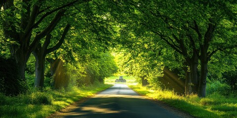 Obraz premium Sunlit Road Through Lush Green Tree Lined Avenue