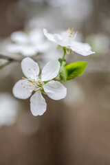 Spring flowering trees. White flowers in the garden. White plum tree flowers. White cherry blossom. Springtime