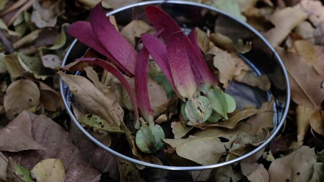 Winged seeds of large trees that depend on wind and water.
