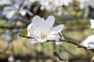 Magnolia kobus. White magnolia flowers
