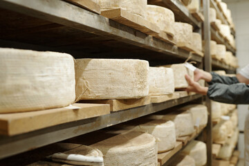 Multiple cheese wheels aging on wooden shelves inside cellar creating rustic and traditional ambiance capturing detailed textures of cheese rinds