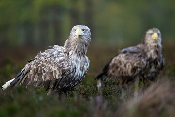 Two eagles in the bog scenery, forest in background