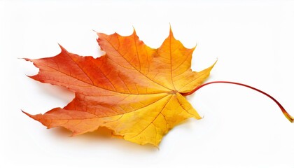 autumn maple leaf isolated single, design, 1, white, love, background, isolated, closeup, flower, nature, plant, leaf white background