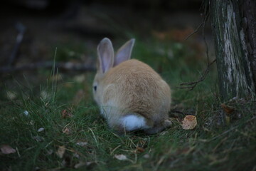 rabbit in the grass