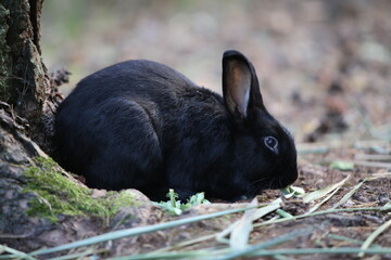 rabbit in the grass