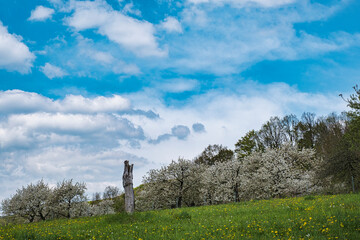 Wonderfully blooming cherry trees in Franconian Switzerland near Kirchehrenbach on a sunny spring day