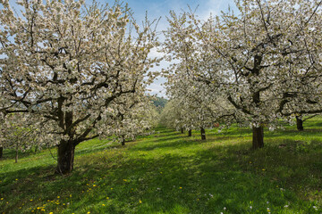Wonderfully blooming cherry trees in Franconian Switzerland near Kirchehrenbach on a sunny spring day