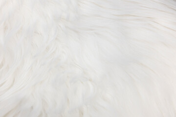 Full frame close up from white maine coon cat hair