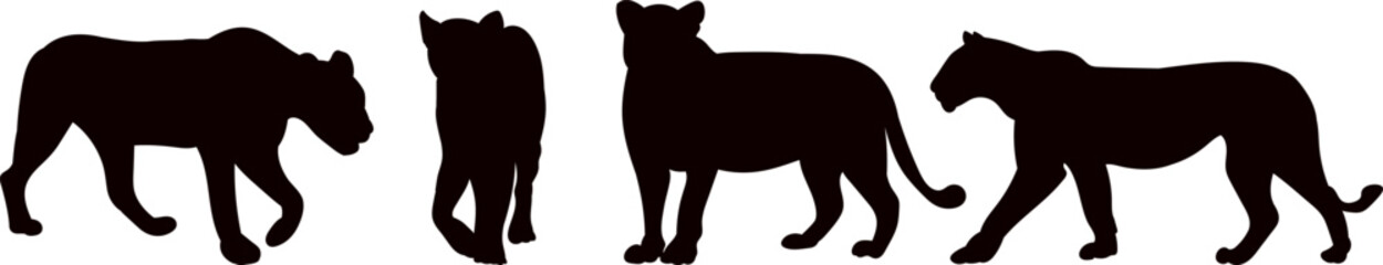 lionesses silhouette on white background vector