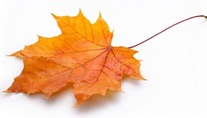 Obraz premium single, design, 1, white, love, background, isolated, closeup, flower, nature, plant, leaf