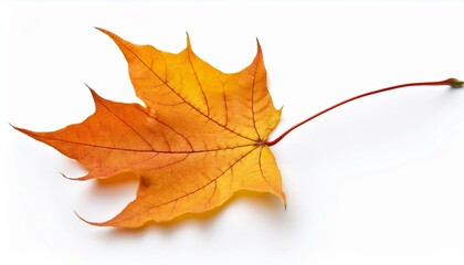 Obraz premium single, design, 1, white, love, background, isolated, closeup, flower, nature, plant, leaf