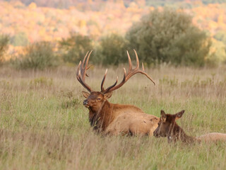 Love is in the Air Elk Rut Romance 7x8