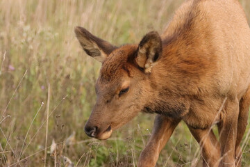 Adorable Elk Calf Calves Spike Babies Young