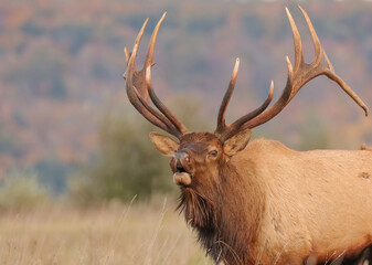 Naklejka premium Powerful Elk Rut Haunting Otherwordly Bugle Flehmen Response