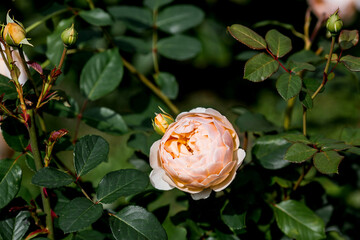 A lush bush rose, an elegant twig and flower buds. Beautiful sunlight. A natural, blooming, environmentally friendly natural background.