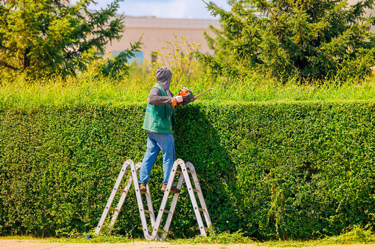 Caucasian male gardener in Astana trimming hedge on ladder in a beautiful garden