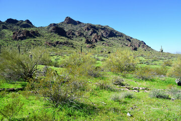 Naklejka premium Sonora Desert Arizona Picacho Peak State Park
