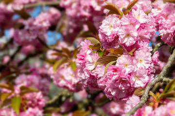 Pink cherry blossom close up, cherry tree flower in spring, hanami season in Japan