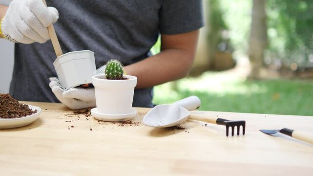Gardening Enthusiast Carefully Repotting a Small Cactus in a White Pot with Gardening Tools on a Wooden Table in a Peaceful Outdoor Setting