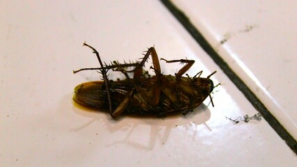 A dead cockroach lies on a flat surface, showing details of its body such as folded wings and legs. This image gives a symbolic impression of cleanliness and pest control.