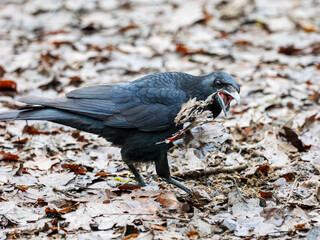 Carrion Crow Feeding in the Leaf Litter