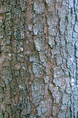 Aesculus hippocastaneus , Marronnier, écorce