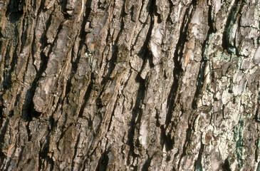 Aesculus hippocastaneus , Marronnier, écorce