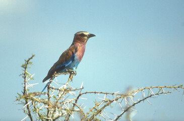 Rollier &agrave; longs brins,.Coracias caudatus, Lilac breasted Roller