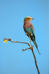 Rollier &agrave; longs brins,.Coracias caudatus, Lilac breasted Roller