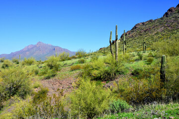 Sonora Desert Arizona Picacho Peak State Park