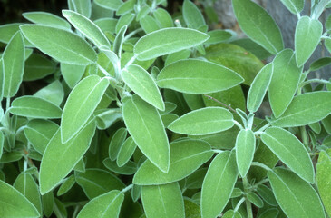Sauge officinale, Salvia officinalis