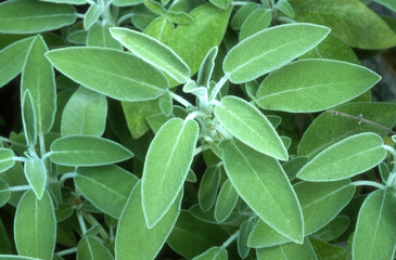 Sauge officinale, Salvia officinalis