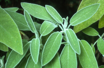 Obraz premium Sauge officinale, Salvia officinalis