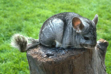 Fototapeta premium Chinchilla, Chinchilla lalinger