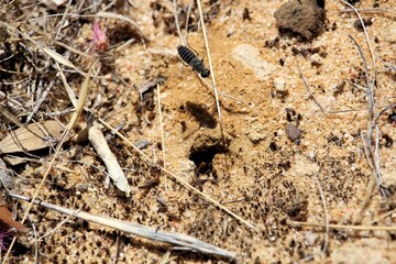 Bee Fly (Comptosia) hovering over nest, South Australia 